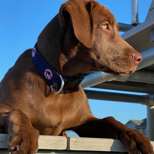 Nantucket Boat Basin Ribbon Dog Collar